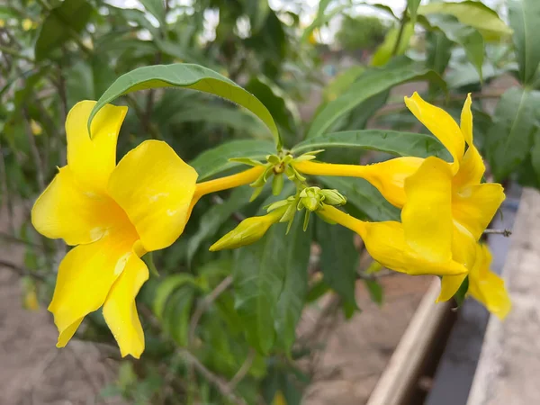 Bahçedeki çiçekler çok güzel, kumala adasında bir turistik yer.