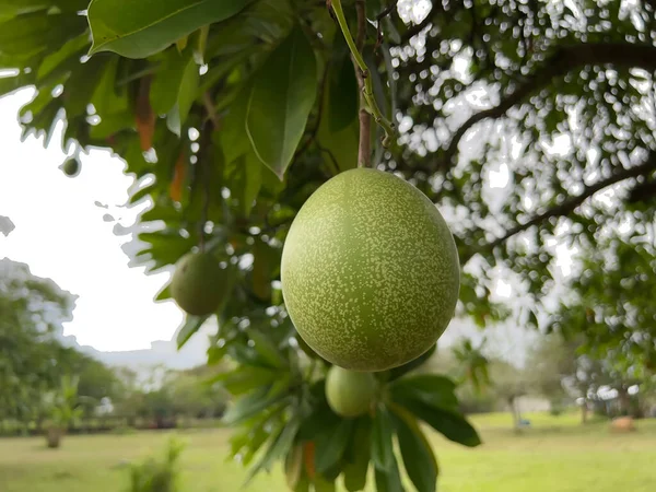 Güzel olgun yeşil meyve ağacının yakın görüntüsü