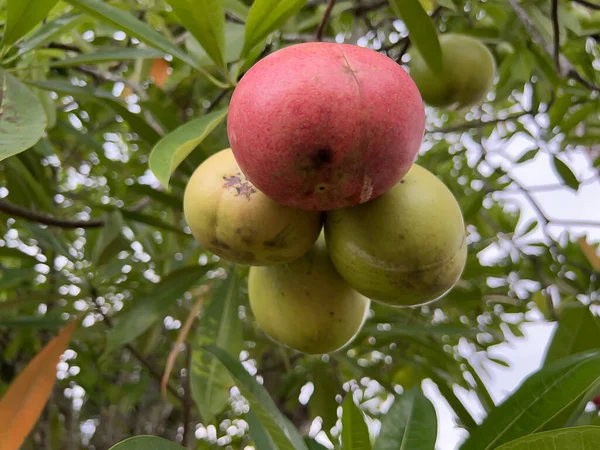 Olgun mango meyvesi ağaçta