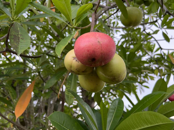 Olgun bir mango ağaçta