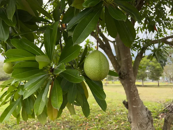 Meyve ve yapraklı yeşil ağaç