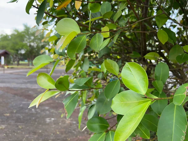 Bahçede yeşil yapraklar