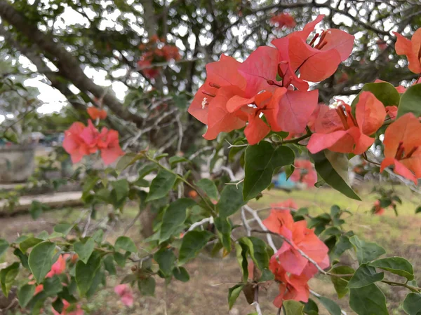 Bahçedeki güzel çiçekler