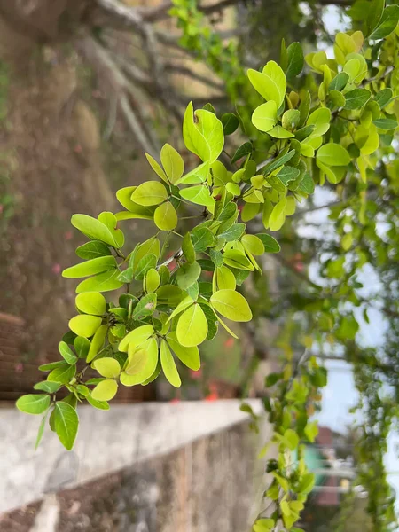 Güzel botanik fotoğrafı, doğal duvar kağıdı.