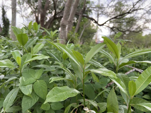 Bahçedeki bir bitkinin yeşil yaprakları