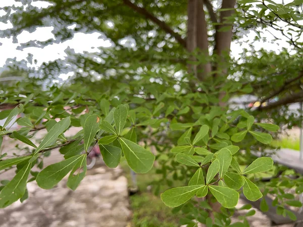 Feuilles Vertes Dans Jardin — Photo