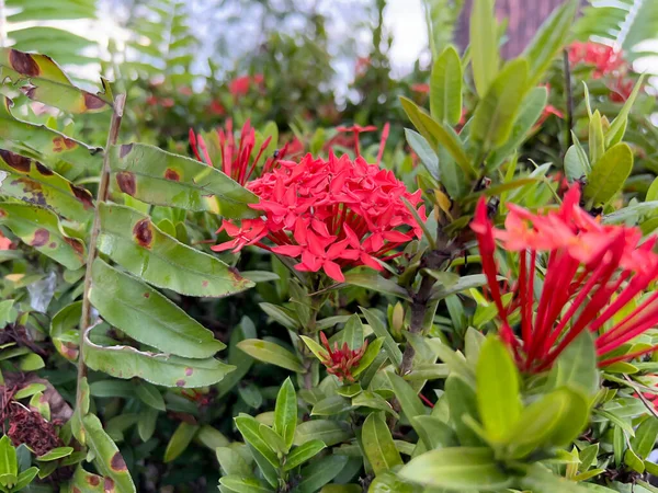 Bahçedeki güzel çiçekler