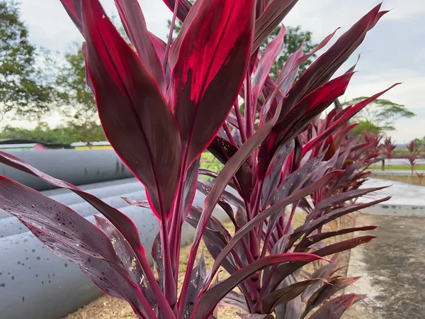 Şehir parkındaki kırmızı ve sarı çiçekler çok güzel.