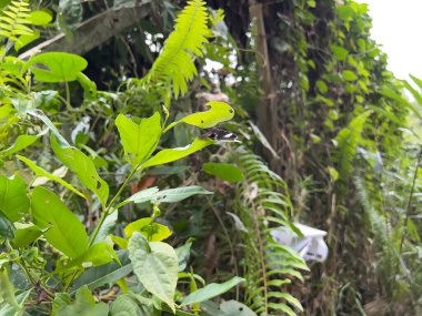 Yazın güzel yeşil tropikal yağmur ormanları