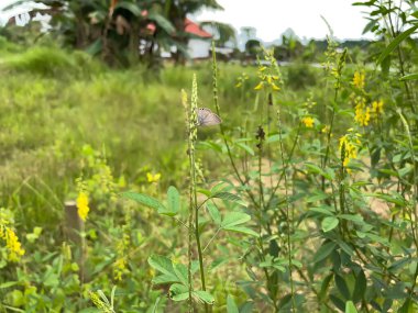 pirinç tarlalarında, yeşillikte ve sebzelerde tarlalar
