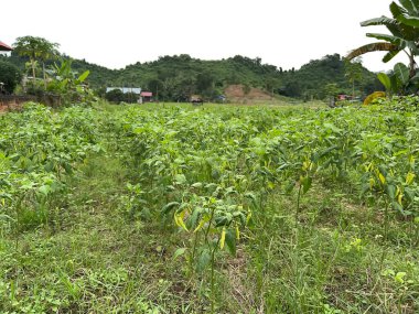 pirinç tarlalarında, yeşillikte ve sebzelerde tarlalar