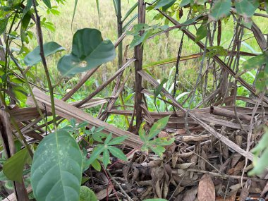 pirinç tarlalarında, yeşillikte ve sebzelerde tarlalar