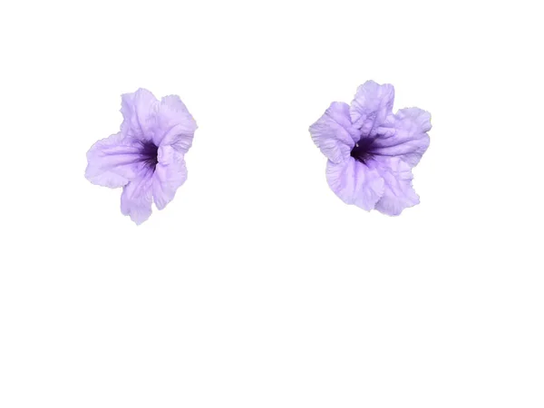 Bahçedeki güzel pembe çiçek, flora