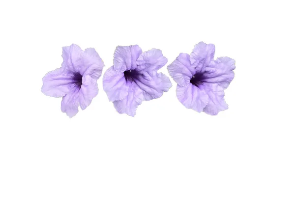 Bahçedeki güzel pembe çiçek, flora