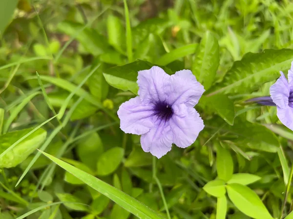 Bahçedeki güzel pembe çiçek, flora