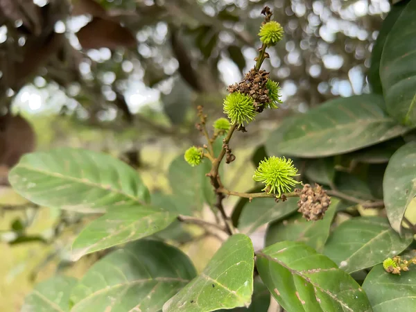 Bahçedeki bir ağacın yeşil yaprakları