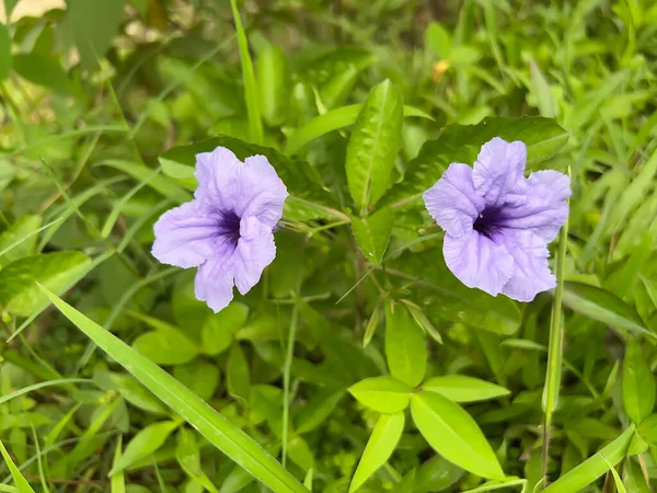 Bahçedeki güzel pembe çiçek, flora