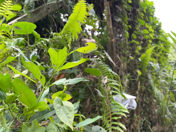 Yazın güzel yeşil tropikal yağmur ormanları