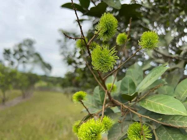 Ağaçların yeşil yaprakları mavi gökyüzünün arka planında.