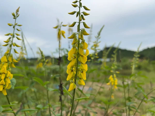 Sarı çiçekler tarlada