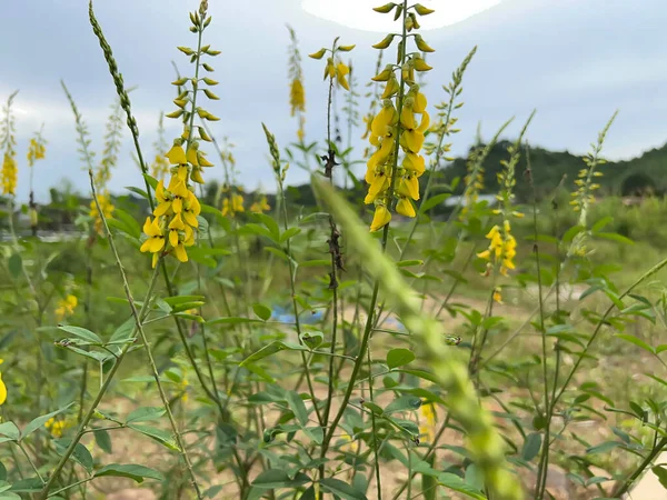 Güzel çiçekler, doğa arka planı