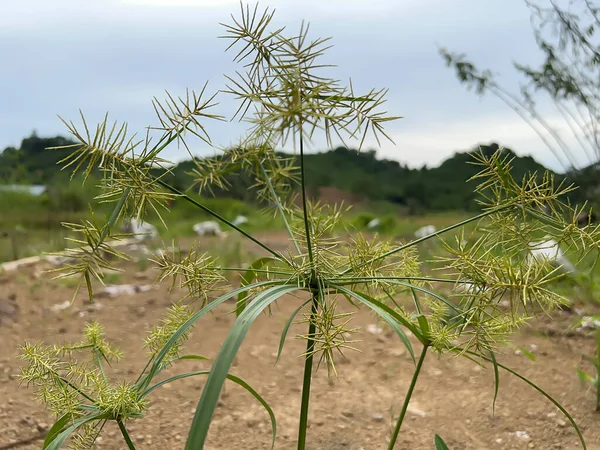 Bahçedeki yeşil bitki