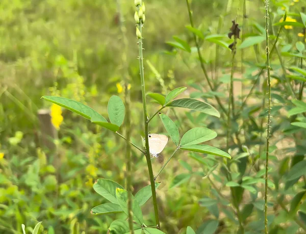 pirinç tarlalarında, yeşillikte ve sebzelerde tarlalar