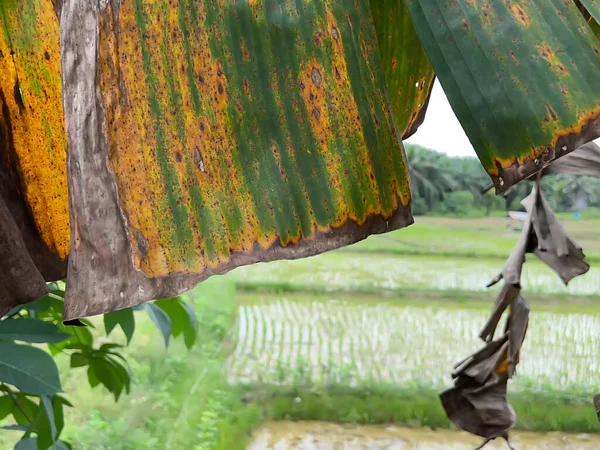 pirinç tarlalarında, yeşillikte ve sebzelerde tarlalar