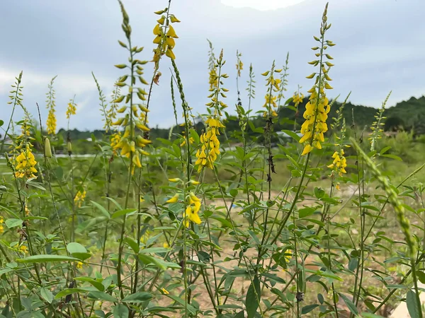 pirinç tarlalarında, yeşillikte ve sebzelerde tarlalar