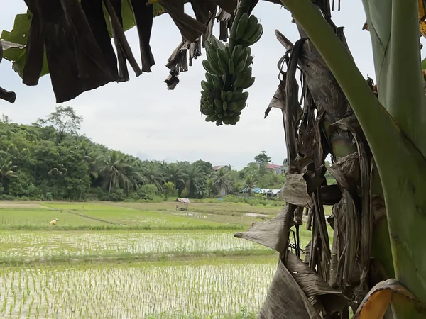 pirinç tarlalarında, yeşillikte ve sebzelerde tarlalar