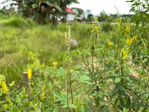 pirinç tarlalarında, yeşillikte ve sebzelerde tarlalar