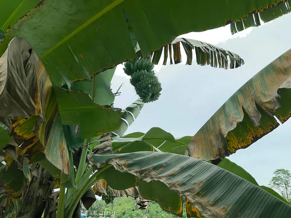 Plantagen Reisfeldern Grünflächen Und Gemüse — Stockfoto