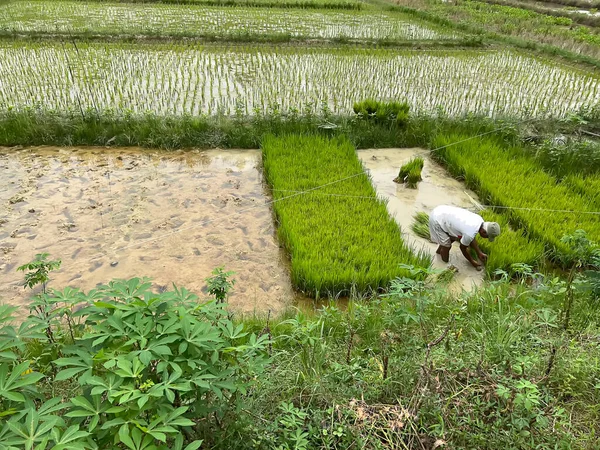 Плантації Рисових Полях Зелені Овочах — стокове фото