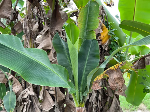 pirinç tarlalarında, yeşillikte ve sebzelerde tarlalar