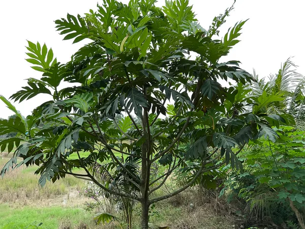 pirinç tarlalarında, yeşillikte ve sebzelerde tarlalar