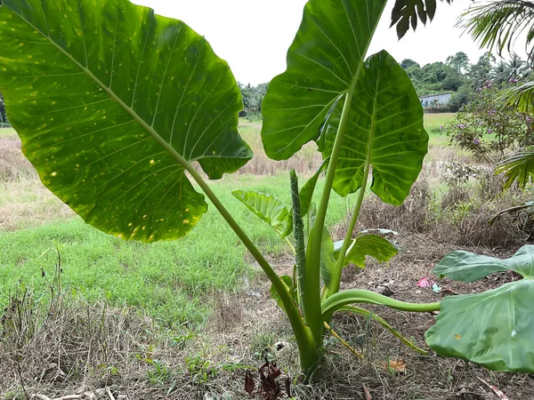 pirinç tarlalarında, yeşillikte ve sebzelerde tarlalar