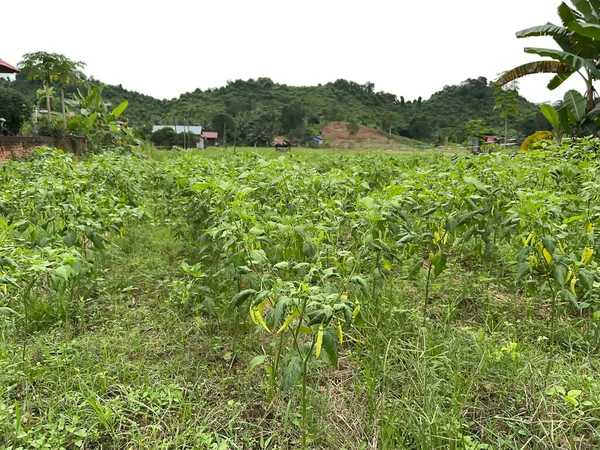 pirinç tarlalarında, yeşillikte ve sebzelerde tarlalar