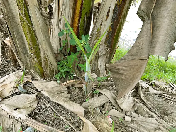 pirinç tarlalarında, yeşillikte ve sebzelerde tarlalar