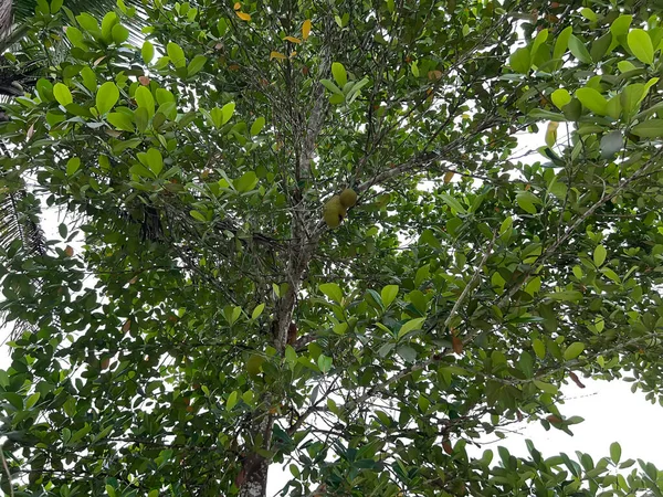 pirinç tarlalarında, yeşillikte ve sebzelerde tarlalar