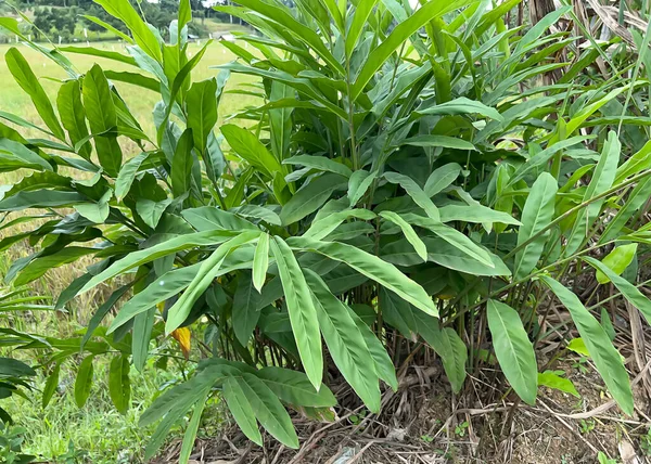 pirinç tarlalarında, yeşillikte ve sebzelerde tarlalar
