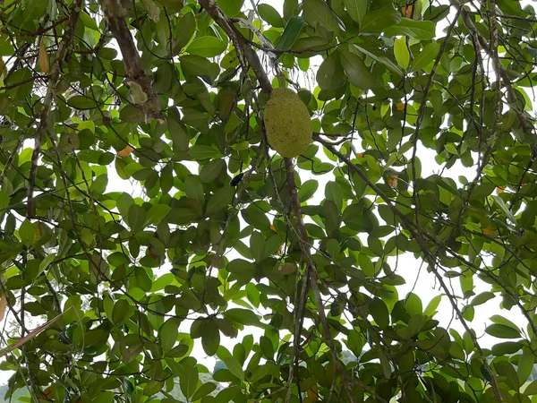 Piantagioni Risaie Vegetazione Ortaggi — Foto Stock