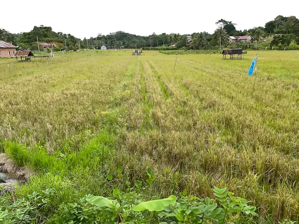pirinç tarlalarında, yeşillikte ve sebzelerde tarlalar
