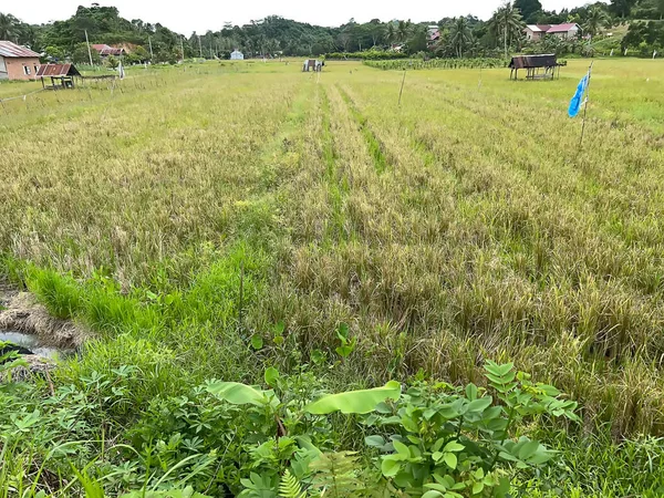 pirinç tarlalarında, yeşillikte ve sebzelerde tarlalar