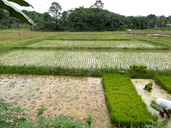 Plantagen Reisfeldern Grünflächen Und Gemüse — Stockfoto