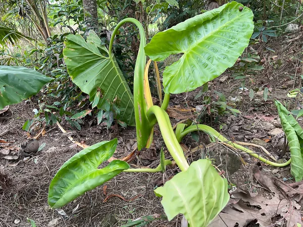 pirinç tarlalarında, yeşillikte ve sebzelerde tarlalar