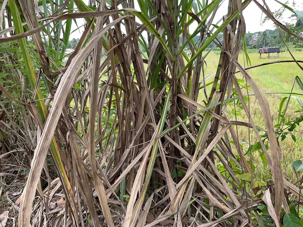 pirinç tarlalarında, yeşillikte ve sebzelerde tarlalar