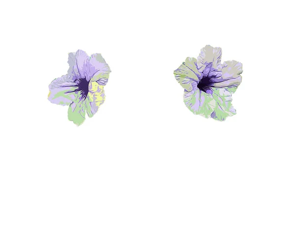 vector flower on white background