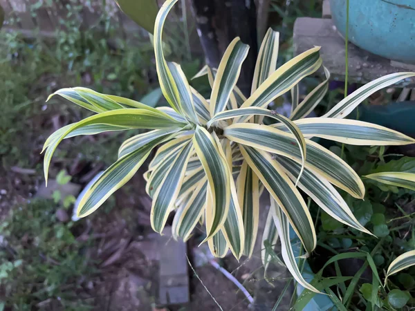 Bahçedeki çiçeklere bakmak çok güzel.