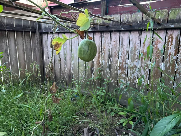 Çitin üzerinde küçük bir karpuz