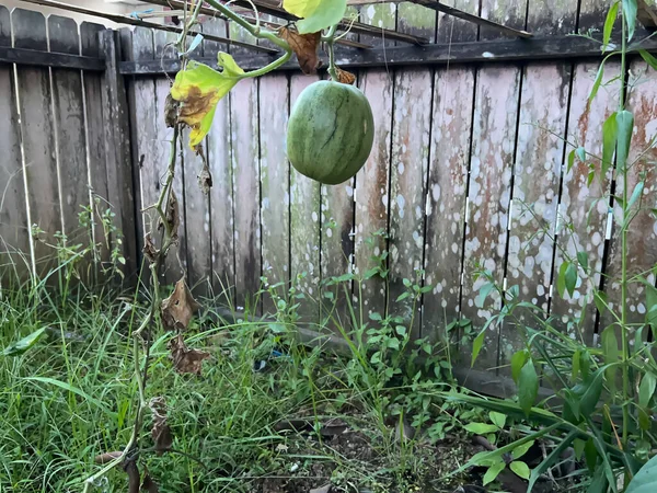 Çitin üzerinde küçük bir karpuz